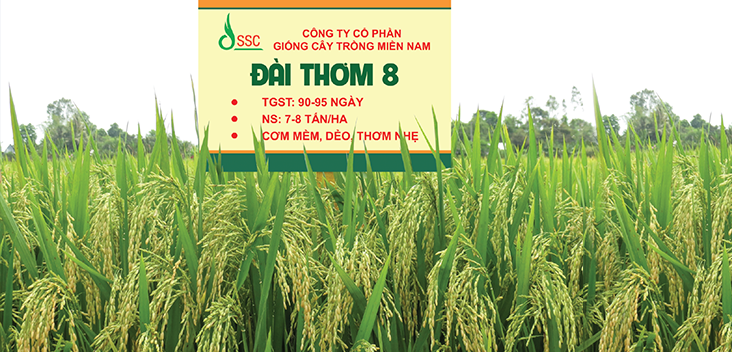ĐÀI THƠM 8